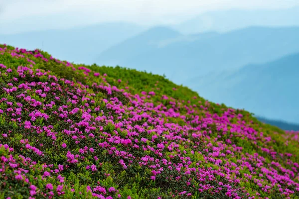 속에서 수평선에 기지개 산맥의 배경에 사면에 분홍색 진달래 — 스톡 사진