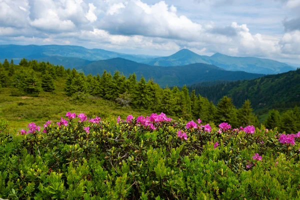 Atemberaubende Aussicht Die Berge Blühende Rosa Rhododendrons Grünen Hängen Vor — Stockfoto