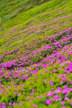 Yeşil dağ yamacında pembe orman gülleri çiçeklenme. Dikey görüntü.