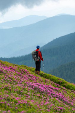 Maceracı pembe çiçekli orman gülleri arasında yeşil dağ yamacında rahatlatır ve siste ufka uzanan ormanlık sırtlar harika manzarasına hayran. Arkadan görünüm.