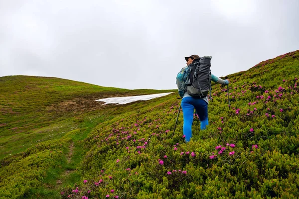Adventurer female climbs the green mountain slope among flowering pink rhododendrons and looking into the distance. Epic travel in the mountains. Wide angle, back view.