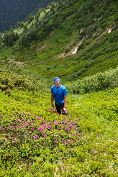 Feliz Aventureiro Sobe Encosta Verde Montanha Entre Rododendros Rosa Floridos — Fotografia de Stock