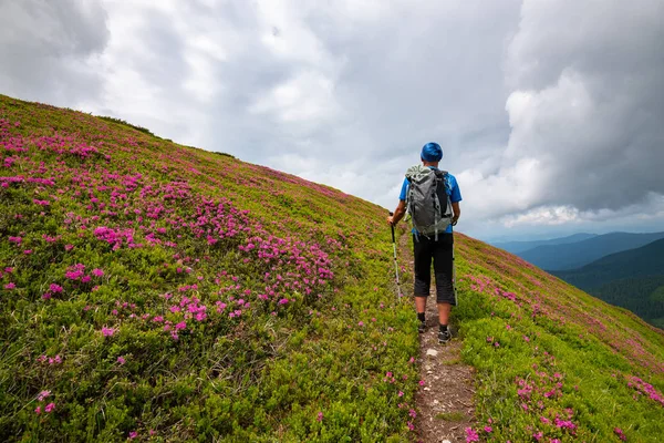Adventurer climbs the mountain trail to the clouds among flowering pink rhododendrons. Epic travel in the mountains. Wide angle, back view.