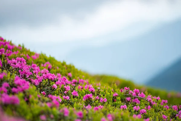 Kalın sis yeşil dağ yamacında pembe orman gülleri çiçekli.