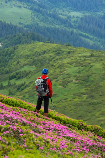 Aventureiro Relaxa Encosta Verde Montanha Entre Rododendros Rosa Floridos Admira — Fotografia de Stock