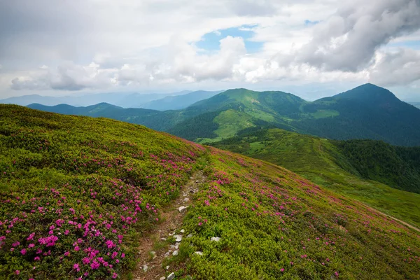 산에서 슬로프에 분홍색 진달래 지평선 능선을 이어지는 트레일 와이드 — 스톡 사진