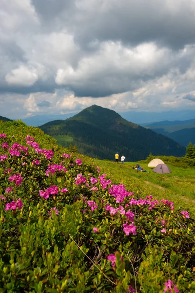 모험가 분홍색 진달래 풀밭에 캠프에서 나머지와 산들의 파노라마 — 스톡 사진