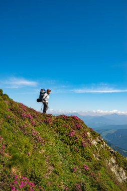Maceracı erkek sırt çantası ile pembe çiçekli orman gülleri arasında yeşil dağ sırtı üzerinde duran ve mesafe içine arıyorum. Dağlarda epik seyahat. 