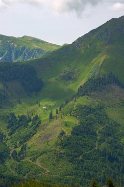 Yeşil yemyeşil çim ve iğne yapraklı orman kaplı sarp kayalık dağ yamaçlarında.
