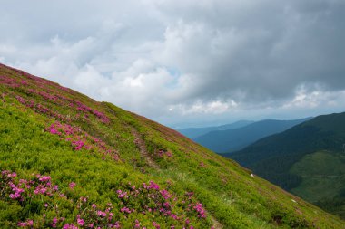 Harika görünümünde dağlar - yeşil yamaçlarında ufuk pembe çiçekli orman gülleri arasında bir dağ sırtı yol iz.