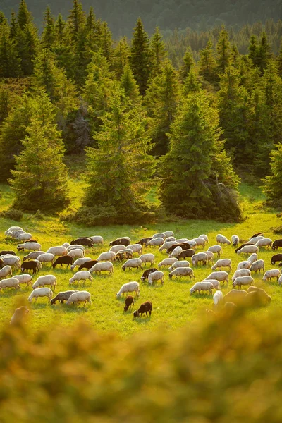 Овцы Пасутся Зеленом Горном Лугу Среди Огромных Елок Время Заката — стоковое фото
