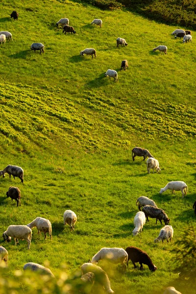 Las Ovejas Pastan Prado Montaña Entre Hierba Verde Exuberante Durante — Foto de Stock