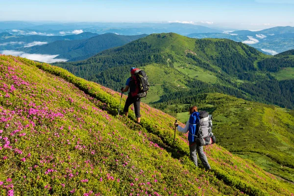 Avonturiers Met Rugzakken Lopen Langs Hoogteweg Onder Roze Bloeiende Rododendrons — Stockfoto