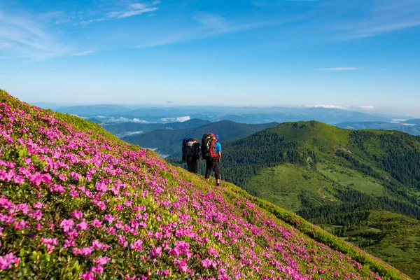 Maceracılar sırt çantaları standları arasında çiçekli izinde ile orman gülleri güneşli günde pembe ve Dağları Panoraması hayranım. Epik seyahat dağlarda. Arkadan görünüm, geniş açı.