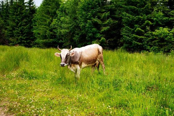 Braune Kuh Grast Grünen Saftigen Gras Nadelwald — Stockfoto