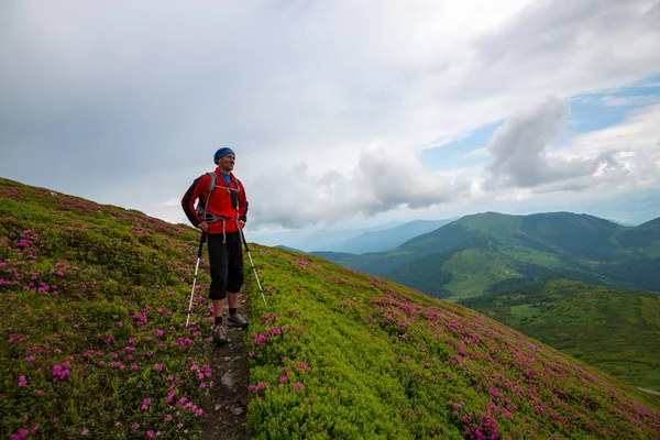 Радостный Искатель Приключений Стоит Зеленом Склоне Горы Среди Цветущих Розовых — стоковое фото