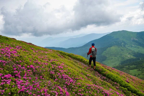 Adventurer climbs the mountain trail to the clouds among flowering pink rhododendrons. Epic travel in the mountains. Back view.