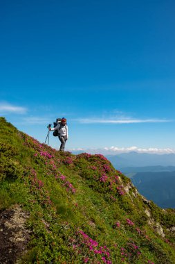 Maceracı erkek sırt çantası ile pembe orman gülleri çiçeklenme ve mesafe içine bakarak arasında yeşil dağ sırtı üzerinde rahatlatıcı bir şey. Dağlarda epik seyahat. 