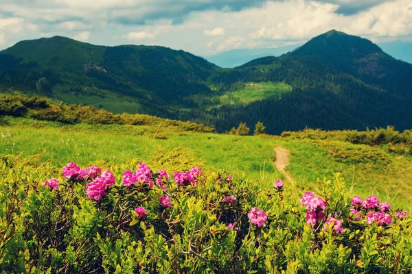 Niesamowity Widok Góry Różowy Rododendrony Kwitnące Obok Szlaku Górskim Zielonym — Zdjęcie stockowe
