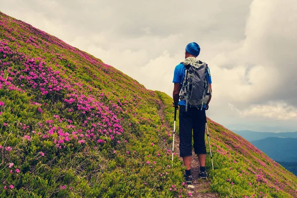 Adventurer climbs on the mountain trail among flowering pink rhododendrons and admires clouds. Epic travel in the mountains. Back view.