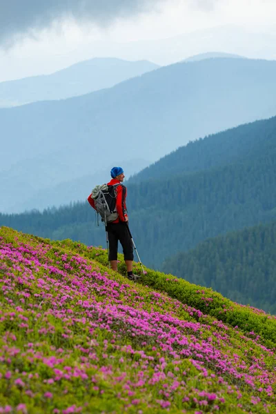 모험가 분홍색 진달래 산길에 산에서 장엄한 여행입니다 — 스톡 사진