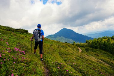 Maceracı pembe çiçekli orman gülleri arasında dağ izi boyunca yürür ve bulutlar hayran. Epik seyahat dağlarda. Arkadan görünüm.