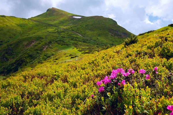 Prachtig Uitzicht Bergen Roze Rododendrons Bloeien Naast Hoogteweg Groene Helling — Stockfoto