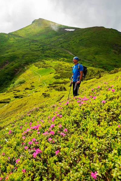 Happy adventurer stands on the mountain trail among flowering pink rhododendrons and admires awesome view. Epic travel in the mountains.