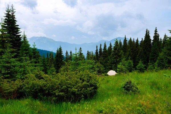 수평선에 기지개는 전나무 나무와 야생화 언덕의 배경에 풀밭에 — 스톡 사진
