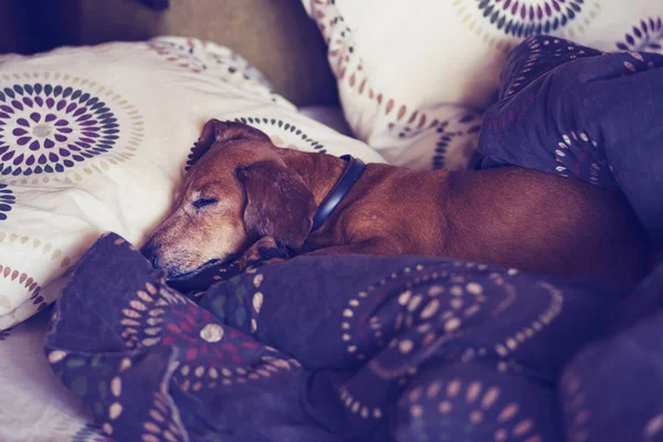 Funny little dog, the dachshund is sleeping sweetly on the couch, between the pillows.