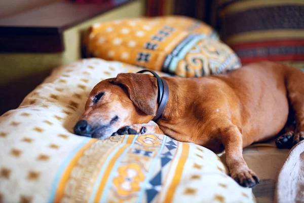 Funny little dog, the dachshund is sleeping sweetly on the couch, lying on the pillows.