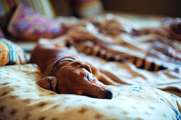 Funny little dog, the dachshund is sleeping sweetly on the couch, lying on the pillows.