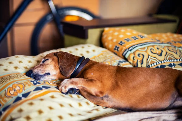 Funny little dog, the dachshund is sleeping sweetly on the couch, lying on the pillows.