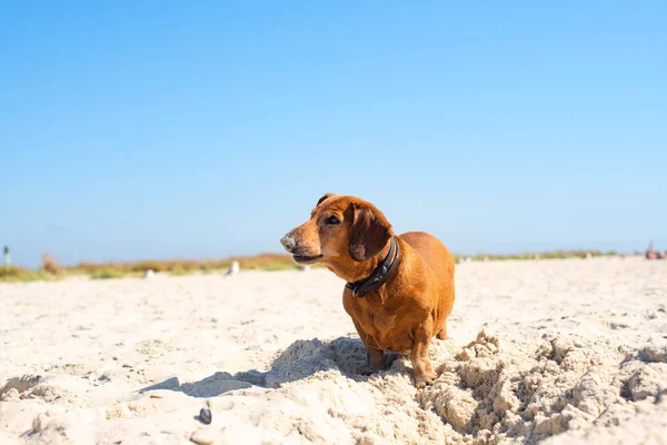 Cão Velho Engraçado Cava Buraco Uma Praia Ladra Expressivamente — Fotografia de Stock