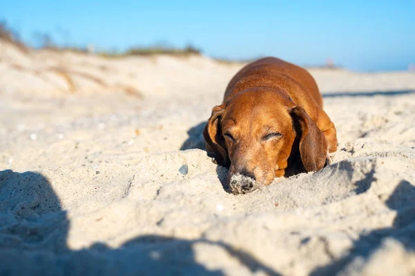 Old dachshund sleeps on the beach, funny muzzle is soiled in sand