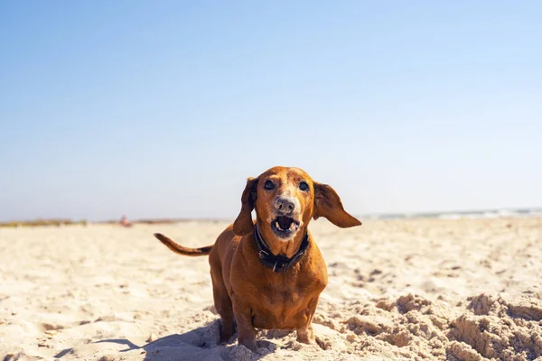 Funny old dog digs a hole on a beach and barks expressively