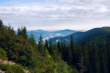 Yeşil dağ tepeleri görünümünü çarpıcı hangi mavi pus ufuk için streç çam ormanı ile kaplı. Karpat Dağları, Ukrayna.
