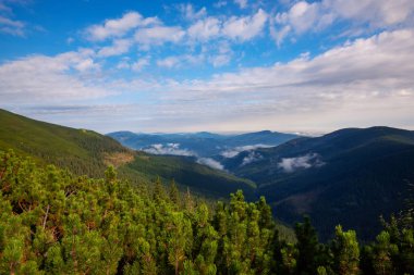Yeşil dağ Vadisi görünümünü çarpıcı mavi pus ufuk için uzanan çam ormanları ile kaplı. Karpat Dağları, Ukrayna. Geniş açı.