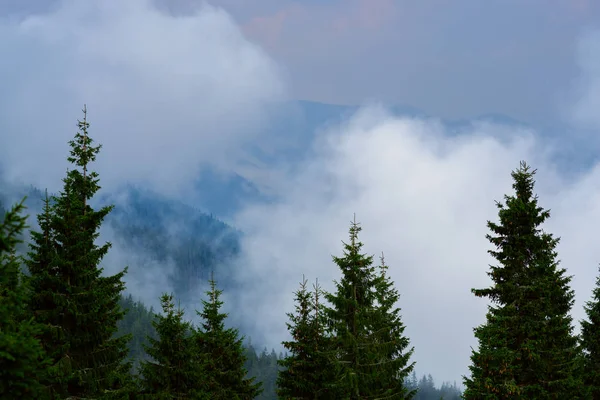 Dramatic view in the mountains before the storm - heavy gray clouds float over green mountain ridges, covered with coniferous trees.
