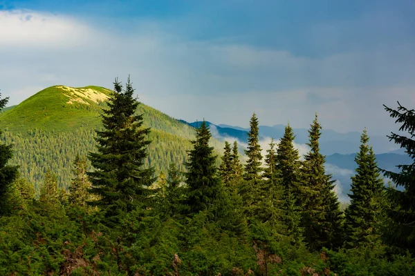 İğne yapraklı ormanları ile kaplı dağ sırtlar, mavi pus - fırtınadan sonra akşam güneşli ufuk için uzanır. Karpat Dağları, Ukrayna'nın muhteşem panorama.