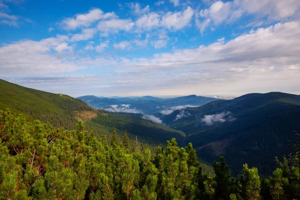 Yeşil dağ Vadisi görünümünü çarpıcı mavi pus ufuk için uzanan çam ormanları ile kaplı. Karpat Dağları, Ukrayna. Geniş açı.