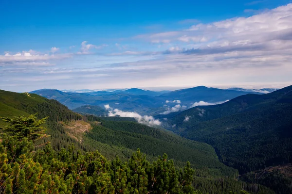 Yeşil dağ Vadisi görünümünü çarpıcı mavi pus ufuk için uzanan çam ormanları ile kaplı. Karpat Dağları, Ukrayna. Geniş açı.