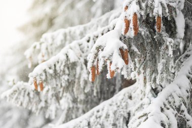 Koniler büyük çam dalları üzerinde sihirli kış günü kar yağışı sonra dağlarda asmak karla kaplı - ağaçlar.