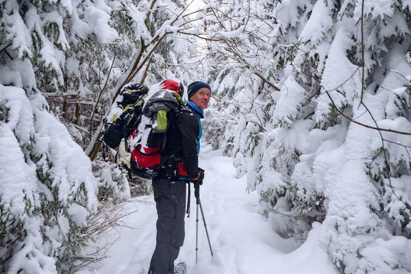 Happy adventurer, with big backpack, stands in snowshoes among huge pine trees covered with snow and admires view. Awesome travel in winter wilderness.