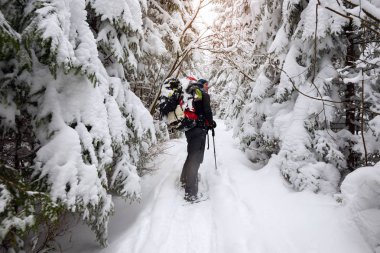 Maceracı, büyük sırt çantası ile kar ayakkabıları karla kaplı büyük çam ağaçları arasında yürüyor. Epik kış seyahat. Arkadan görünüm. 