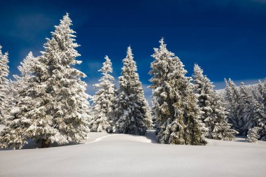 Kocaman çam ağaçları bir kış sabahı sonra kar yağışı dağlarda kar altında mavi gökyüzü - dağ yamacında kaplı. Geniş açı.