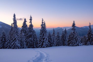 Büyülü günbatımı kar yağışı sonra-kış dağlarda bir büyük çam ağaçları kaplı kar üzerinde arka plan mavi gökyüzünün ve turuncu ufuk ile.