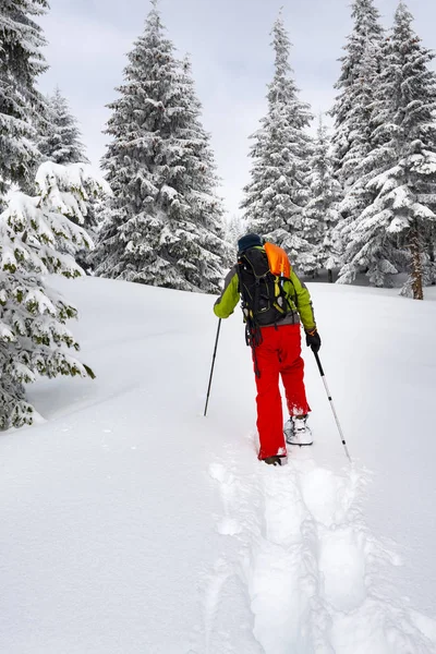 Avventuriero Sta Camminando Con Ciaspole Tra Enormi Pini Ricoperti Neve — Foto Stock