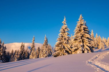 Kış dağlarda - harika gündoğumu büyük çam ağaçlarıyla kaplı kar mavi gökyüzü arka plan üzerinde ile ve bir dağ yamaçlarında güneşin ilk ışıklarıyla.