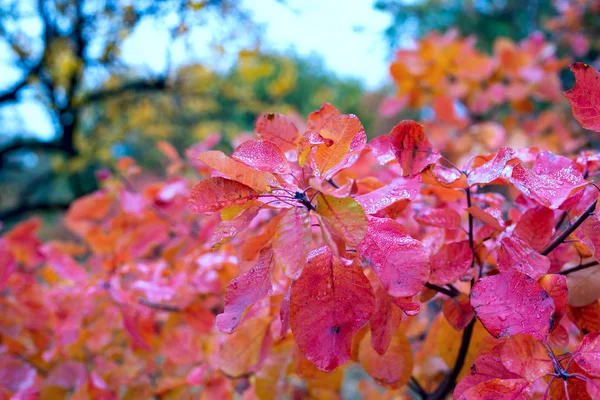 Zweig Mit Leuchtend Roten Herbstblättern Bedeckt Mit Tautropfen Nahaufnahme Verschwommener — Stockfoto